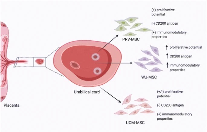 臍帶間充質干細胞的來源、特性、作用是什么？