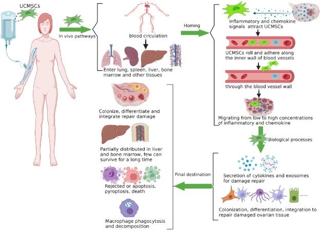 一、什么是臍帶間充質(zhì)干細胞？