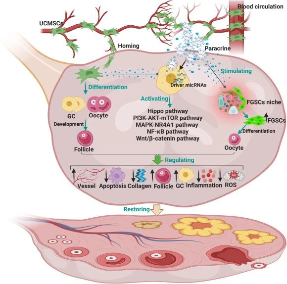 二、臍帶間充質(zhì)干細胞如何治療卵巢衰老？