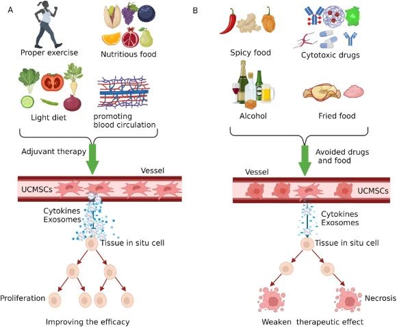 四、臍帶間充質(zhì)干細胞治療期間的注意事項