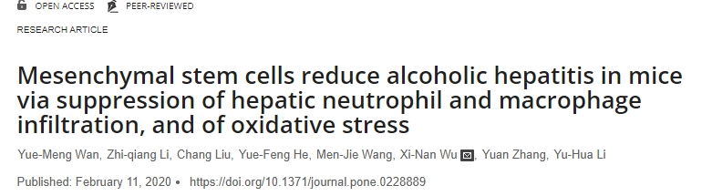 間充質干細胞通過抑制肝臟中性粒細胞和巨噬細胞浸潤以及氧化應激來減輕小鼠的酒精性肝炎