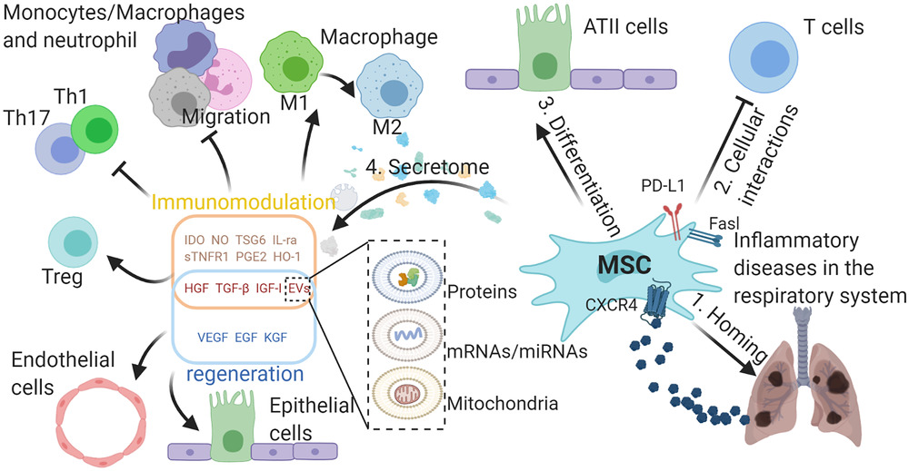 MSCs在呼吸系統(tǒng)典型炎癥疾病中的作用。

外源性MSCs可通過SDF-1-CXCR4軸遷移至受損組織，間充質(zhì)干細(xì)胞可通過細(xì)胞間相互作用分化為ATII樣細(xì)胞并抑制免疫細(xì)胞，并分泌多種具有免疫調(diào)節(jié)能力的生物活性分子，促進(jìn)受損組織再生。與免疫調(diào)節(jié)相關(guān)的分子可使巨噬細(xì)胞從M1型轉(zhuǎn)變?yōu)镸2型，抑制巨噬細(xì)胞、中性粒細(xì)胞和單核細(xì)胞的遷移，抑制TH1和TH17細(xì)胞的分化，促進(jìn)Treg細(xì)胞的形成。

生長因子可保護(hù)肺泡上皮細(xì)胞和肺血管內(nèi)皮細(xì)胞免受損傷。間充質(zhì)干細(xì)胞可通過EVs將蛋白質(zhì)、mRNA/miRNA和線粒體轉(zhuǎn)運(yùn)到其他細(xì)胞，發(fā)揮其在免疫調(diào)節(jié)和再生中的作用，EVs的功能由其內(nèi)容決定。