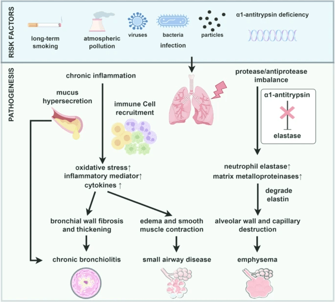 圖1：慢性阻塞性肺疾病的風險因素和發病機制。