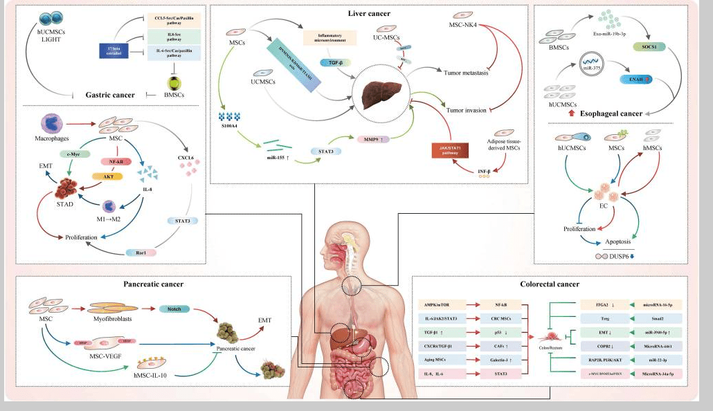 消化系統(tǒng)疾病如何治療？間充質(zhì)干細(xì)胞治療的案例有哪些？