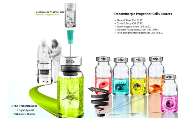 圖3:用于產生多巴胺能神經元的不同細胞來源,以便將其應用于PD患者的移植。 圖3:用于產生多巴胺能神經元的不同細胞來源,以便將其應用于PD患者的移植。