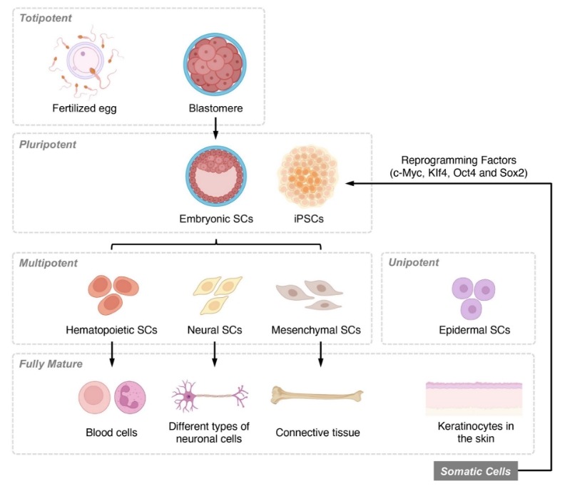 圖1：基于分化潛力和發(fā)育階段的干細(xì)胞分類概述。