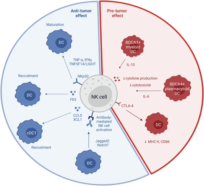 圖4:NK細胞和DC相互作用 圖4:NK細胞和DC相互作用