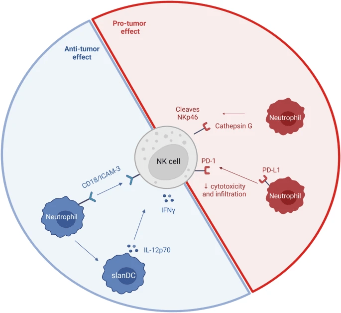 圖5:NK細胞和中性粒細胞相互作用 圖5:NK細胞和中性粒細胞相互作用