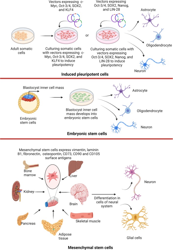 圖1：不同來源的干細胞可用于治療神經退行性疾病。