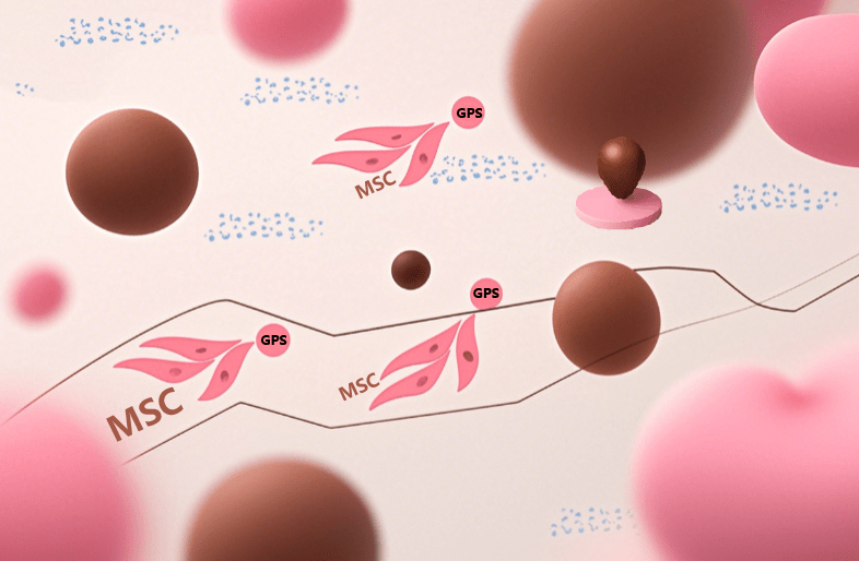 干細(xì)胞治療后為啥效果不一?是什么原因?qū)е碌模? class=