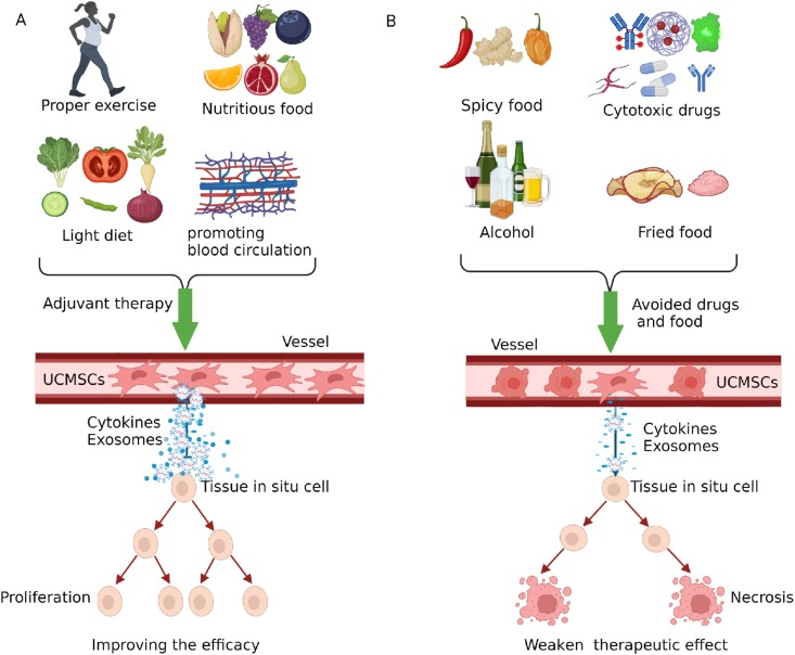 圖3：臍帶間充質干細胞治療期間應避免輔助療法、藥物及食物。