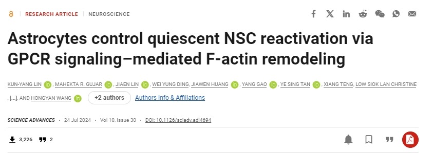 星形膠質細胞通過 GPCR 信號介導的 F-肌動蛋白重塑控制靜止 NSC 再激活