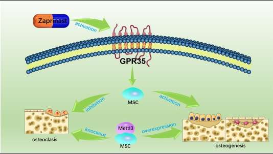圖3：間充質(zhì)干細(xì)胞在絕經(jīng)后骨質(zhì)疏松癥中的應(yīng)用機(jī)制。