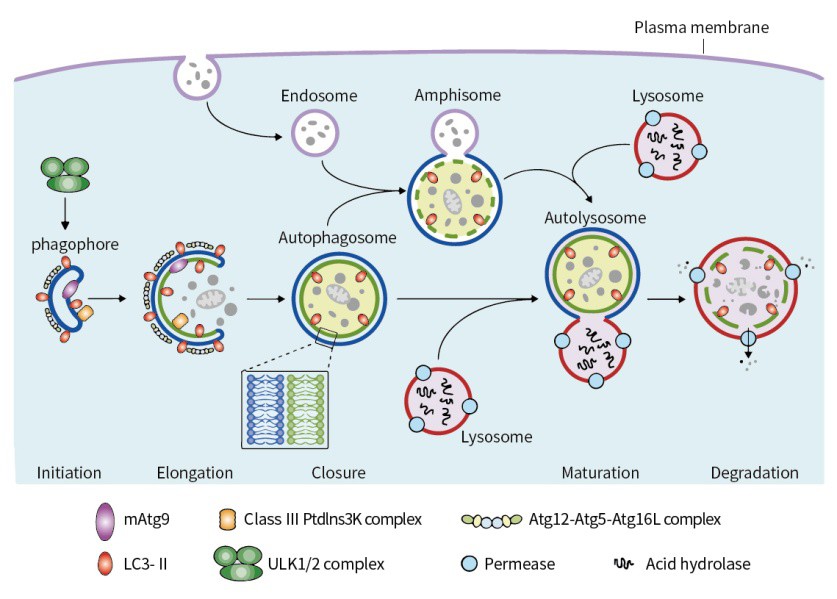 什么是細胞自噬? 什么是細胞自噬?