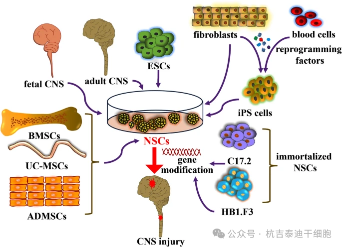 神經干細胞的起源和分化示意圖 神經干細胞的起源和分化示意圖