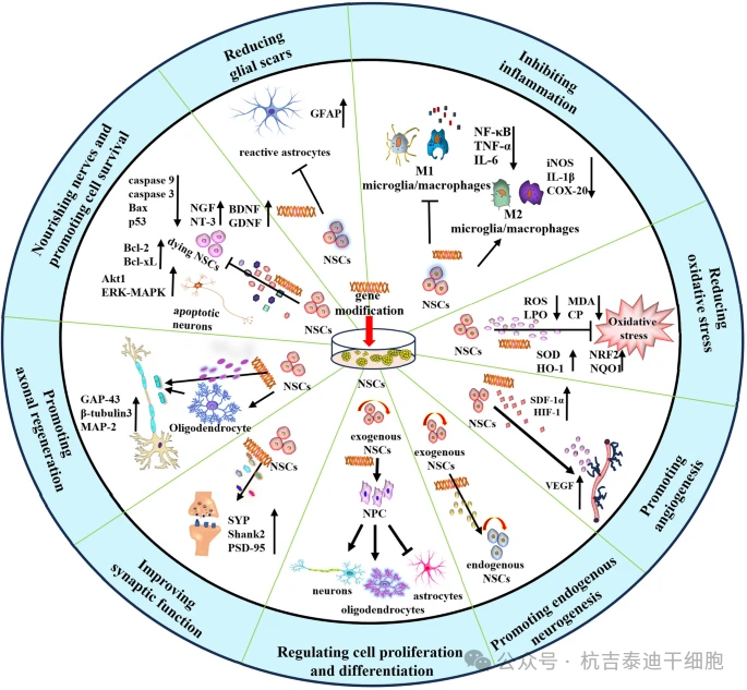 基因改造對神經干細胞在神經損傷中的生物學效應的詳細說明。基因改造的NSC是特定分子的理想載體,可最大限度地發揮細胞治療的潛力,并通過多種機制產生更高的治療效率 基因改造對神經干細胞在神經損傷中的生物學效應的詳細說明。基因改造的NSC是特定分子的理想載體,可最大限度地發揮細胞治療的潛力,并通過多種機制產生更高的治療效率