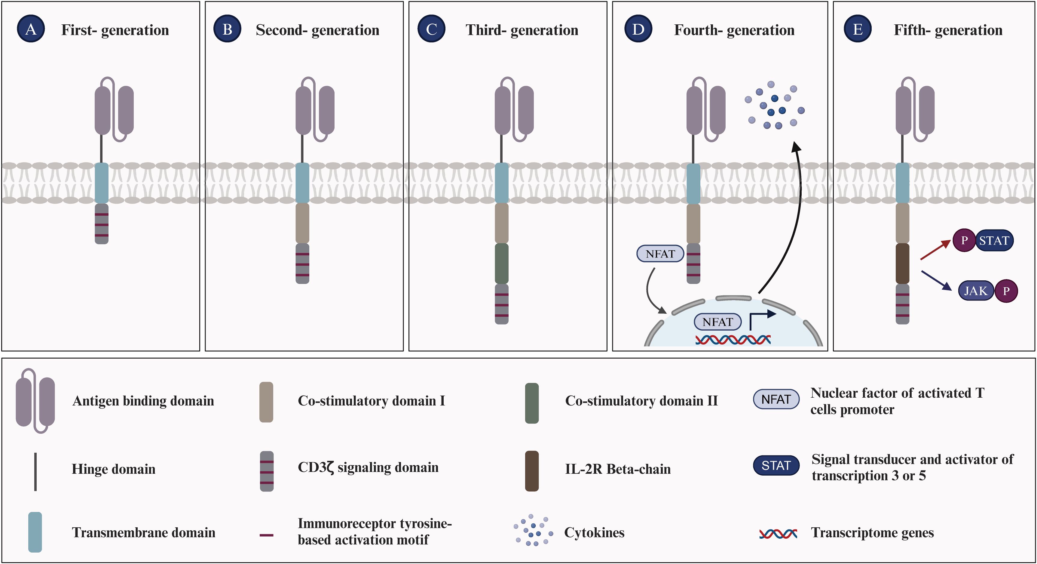 圖1：嵌合抗原受體T細胞的進化