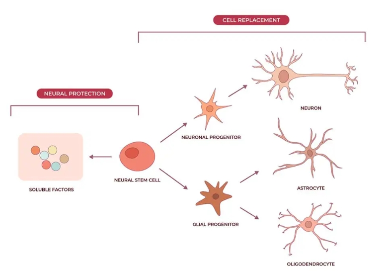 神經(jīng)干細胞可分化為神經(jīng)元、星形膠質(zhì)細胞和少突膠質(zhì)細胞，在恢復(fù)神經(jīng)系統(tǒng)疾病的認知功能方面取得重大進展