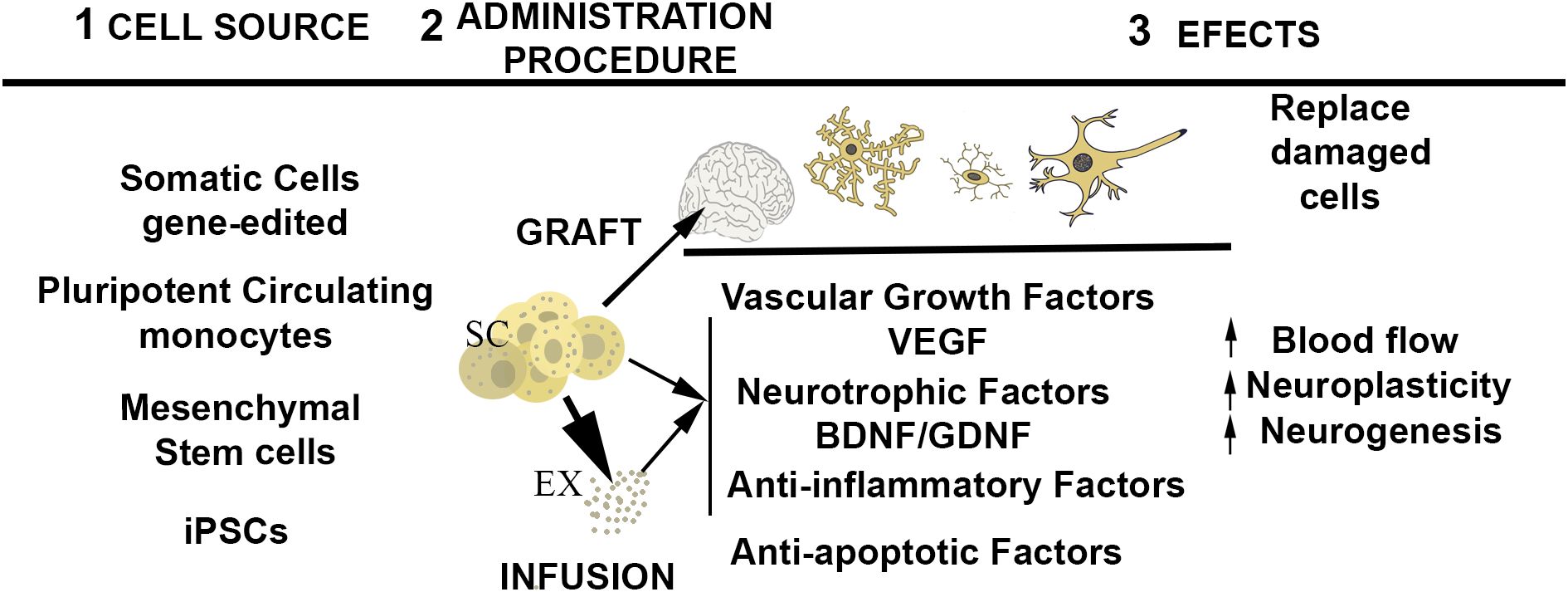 圖1:干細胞治療中心事件的示意圖。 圖1:干細胞治療中心事件的示意圖。