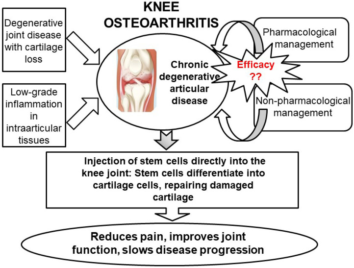 圖5：關節內注射干細胞再生膝關節軟骨作為膝關節骨關節炎治療選擇的總結。
