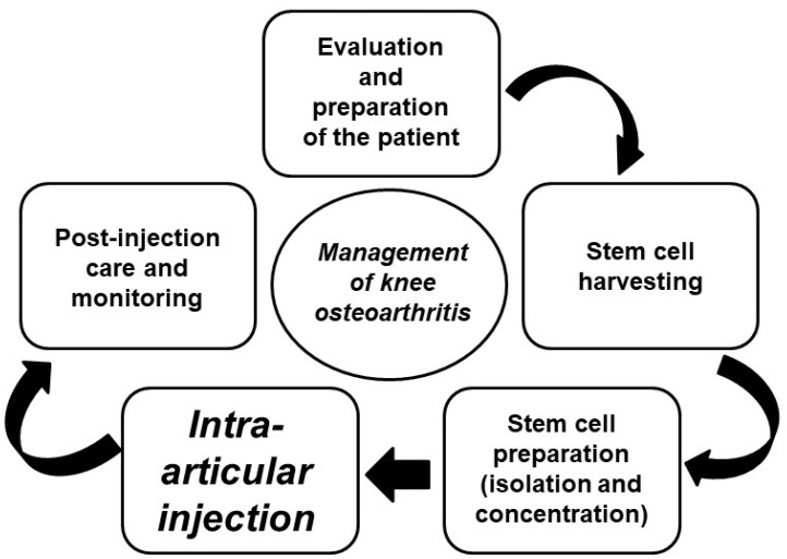 圖4：干細胞治療膝關節骨關節炎的過程