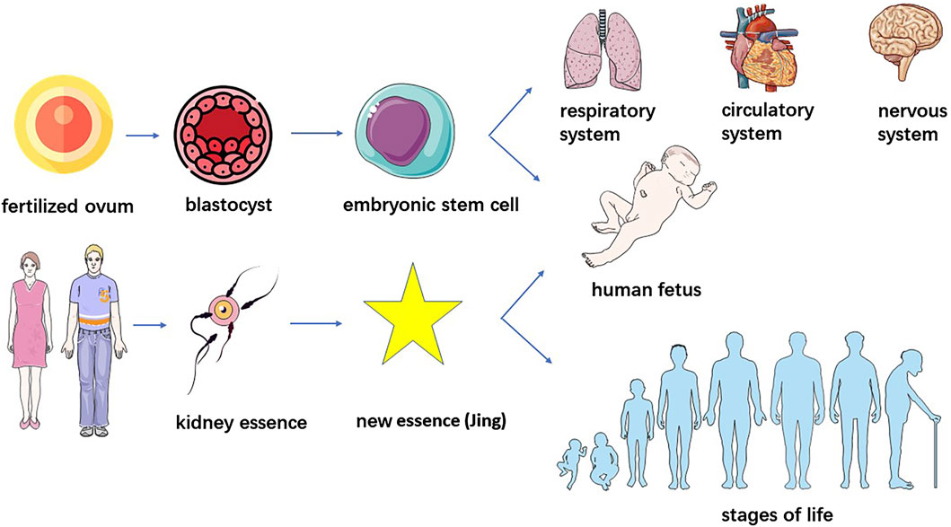圖2.干細胞與“腎精”的鑒別。