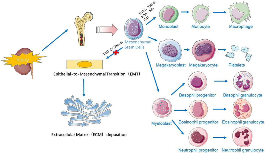 圖1：干細胞療法治療慢性腎病的機制示意圖。