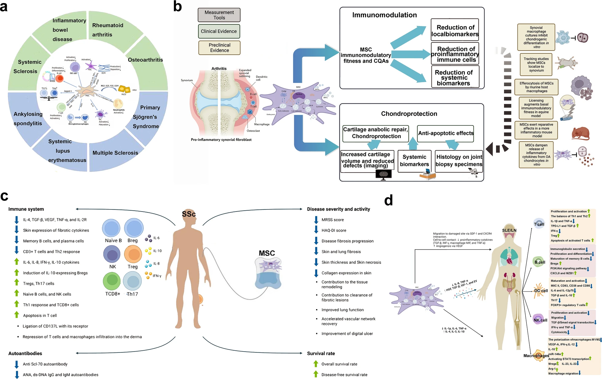 圖18:間充質干細胞治療不同疾病的機制(a:自身免疫性疾病和風濕性免疫疾病;b:炎性關節炎;c:Ssc;SLE和LN) 圖18:間充質干細胞治療不同疾病的機制(a:自身免疫性疾病和風濕性免疫疾病;b:炎性關節炎;c:Ssc;SLE和LN)