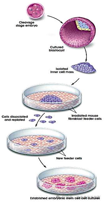 圖4：在實驗室中培養人類胚胎干細胞。