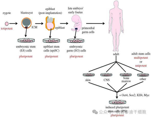 圖1：從多能干細胞生成羊膜功能細胞。此外，這還清楚地說明了全能性和多能性。