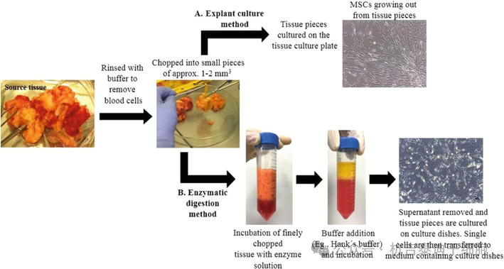 圖6：在實驗室環境中培養成體（間充質）干細胞的無菌方法。