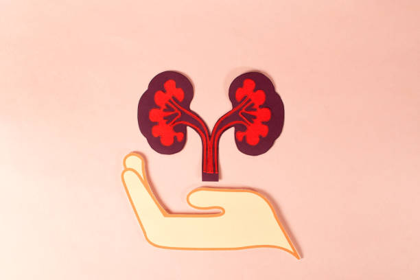 再生醫(yī)學(xué)vs藥理干預(yù)：干細(xì)胞與藥物在腎病治療中的療效對比