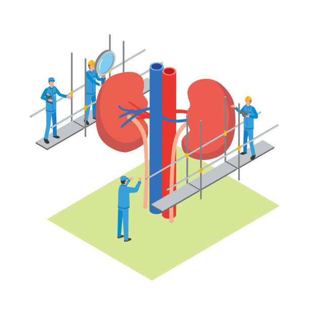 骨髓、臍帶還是脂肪:哪種間充質干細胞最適合腎病治療? 骨髓、臍帶還是脂肪:哪種間充質干細胞最適合腎病治療?