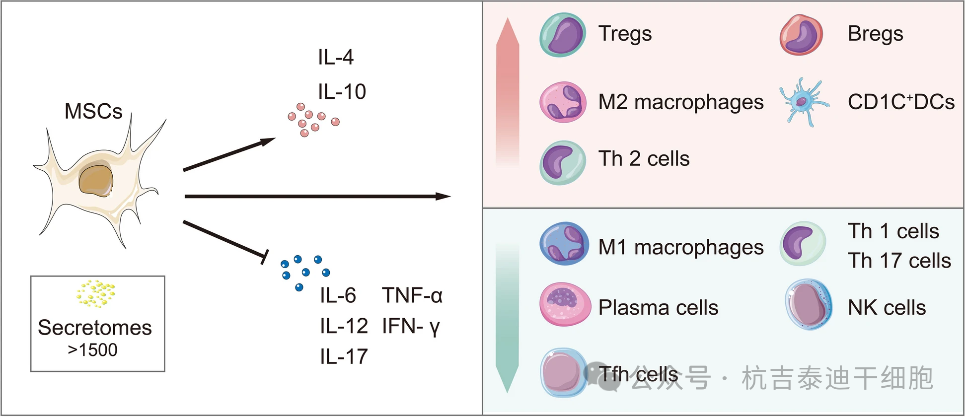 圖3：間充質干細胞通過其免疫調節機制來治療慢性腎病。