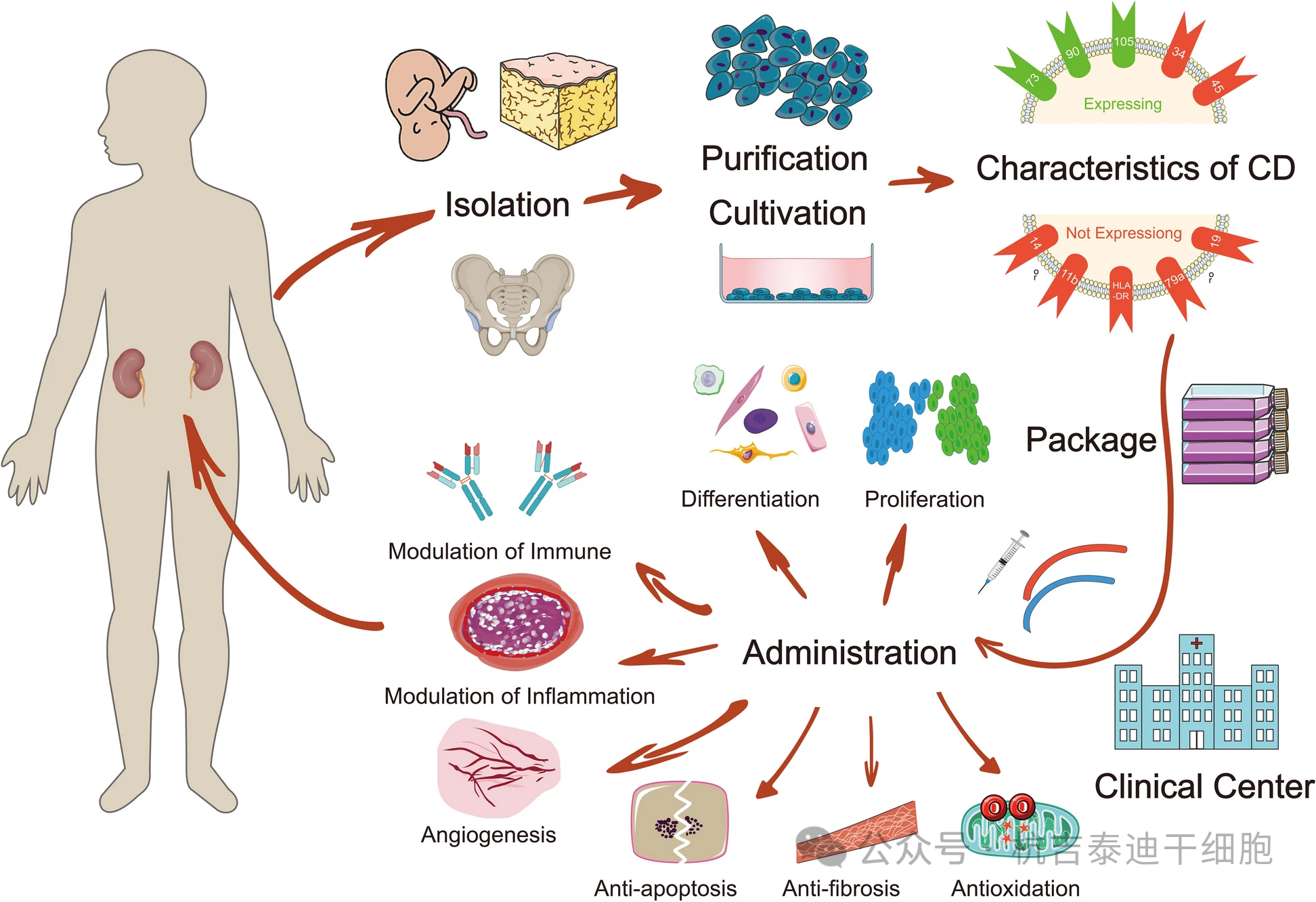 圖1：間充質干細胞治療慢性腎臟病的間充質干細胞的分離、培養、特性、臨床給藥及治療機制