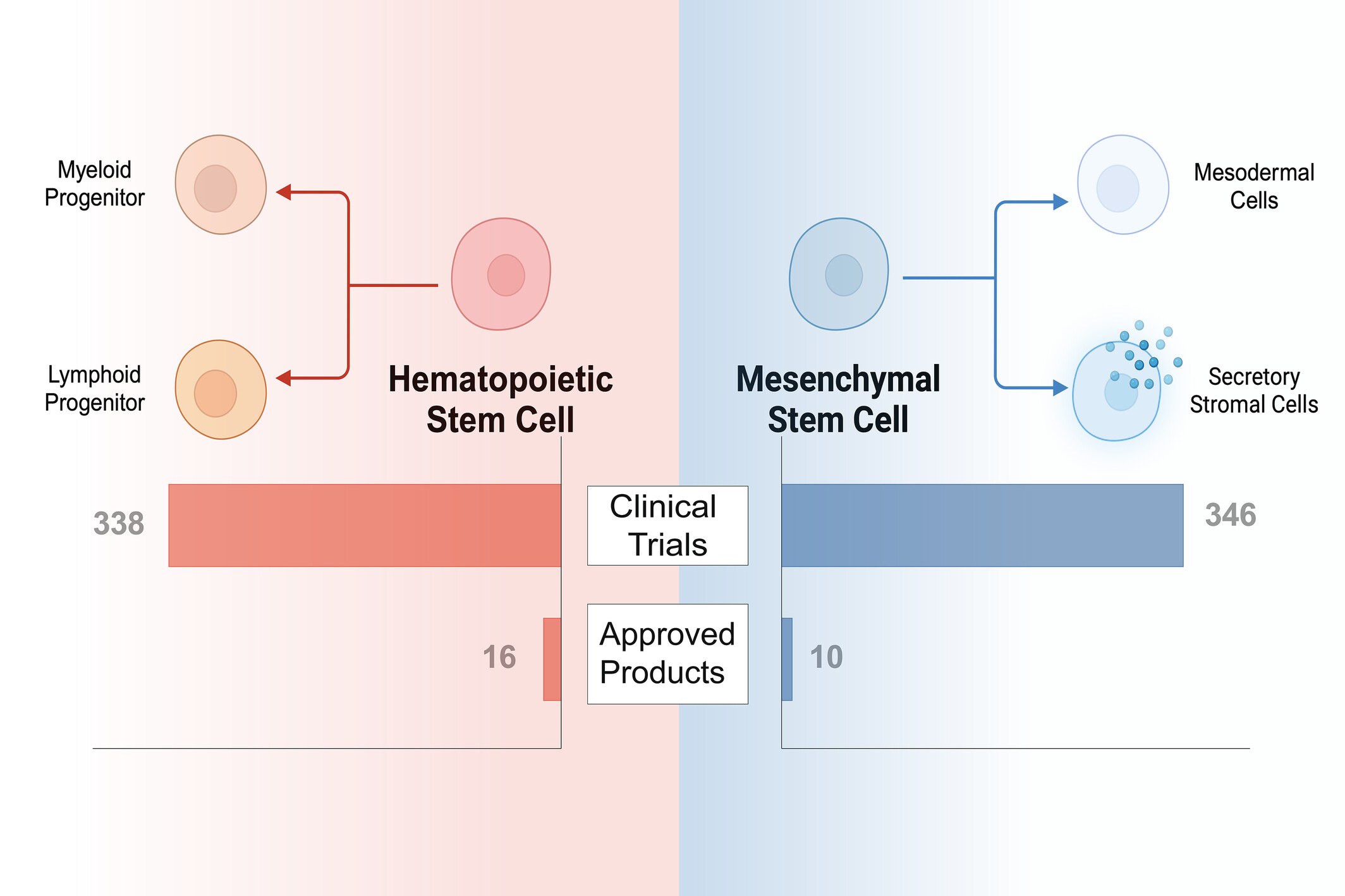 圖1：已獲批準或臨床研究的干細胞療法中使用的常見干細胞類型。HSC和MSC在干細胞療法的臨床領域中占主導地位。