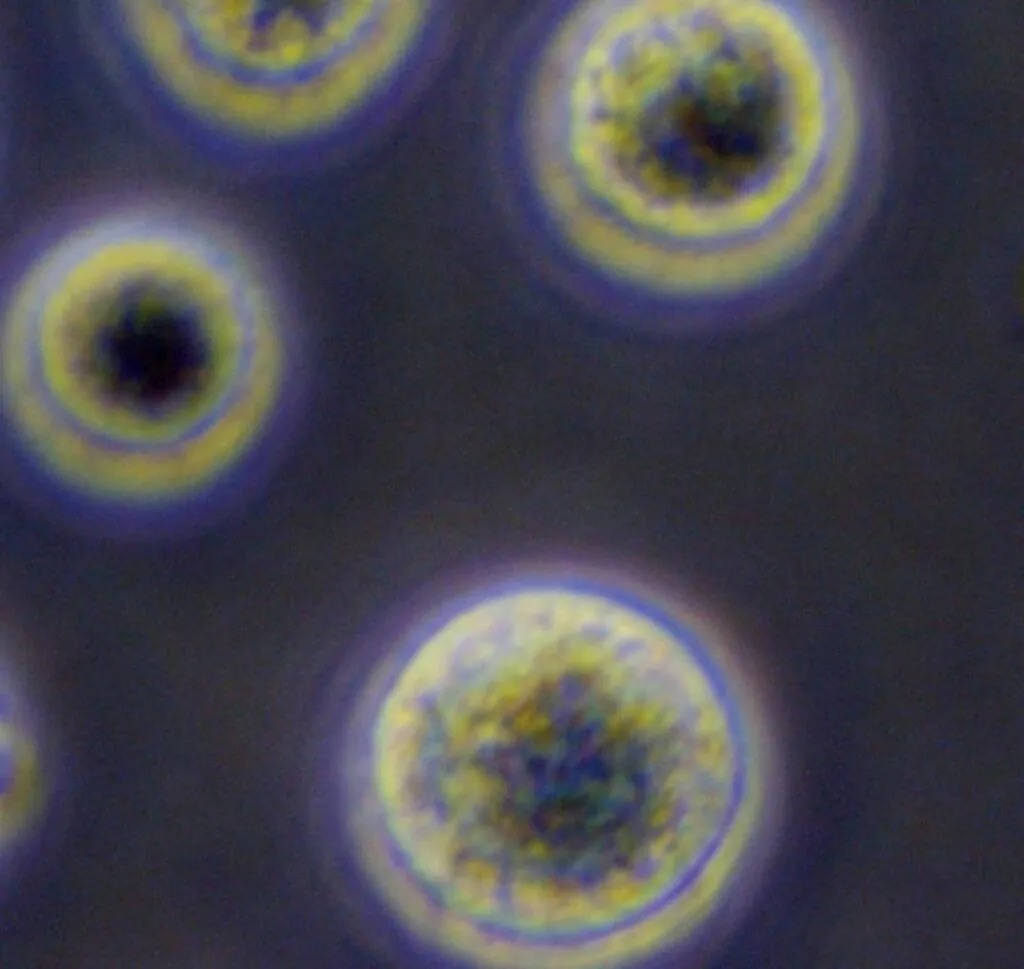 干細(xì)胞療法：其工作原理的簡單指南