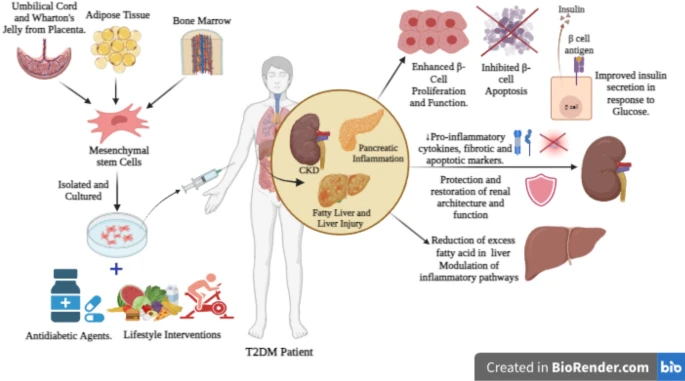 圖1：干細胞治療和藥物干預的聯合作用。