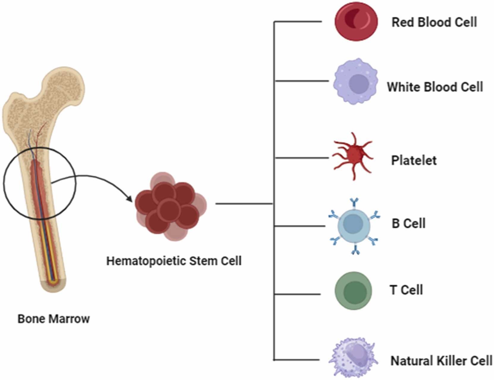 圖2. 造血干細胞的分化潛力。