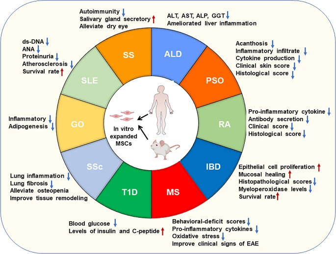 圖2:間充質(zhì)干細(xì)胞治療自身免疫性疾病的臨床前研究 圖2:間充質(zhì)干細(xì)胞治療自身免疫性疾病的臨床前研究