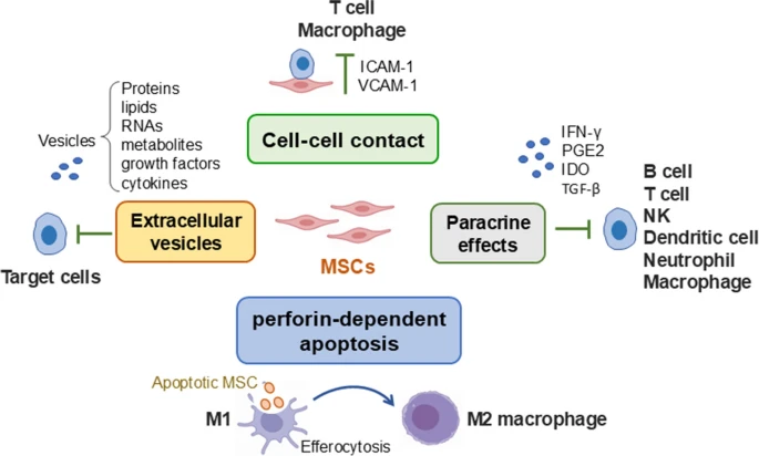 圖1:MSCs發(fā)揮免疫調(diào)節(jié)功能的潛在機(jī)制 圖1:MSCs發(fā)揮免疫調(diào)節(jié)功能的潛在機(jī)制