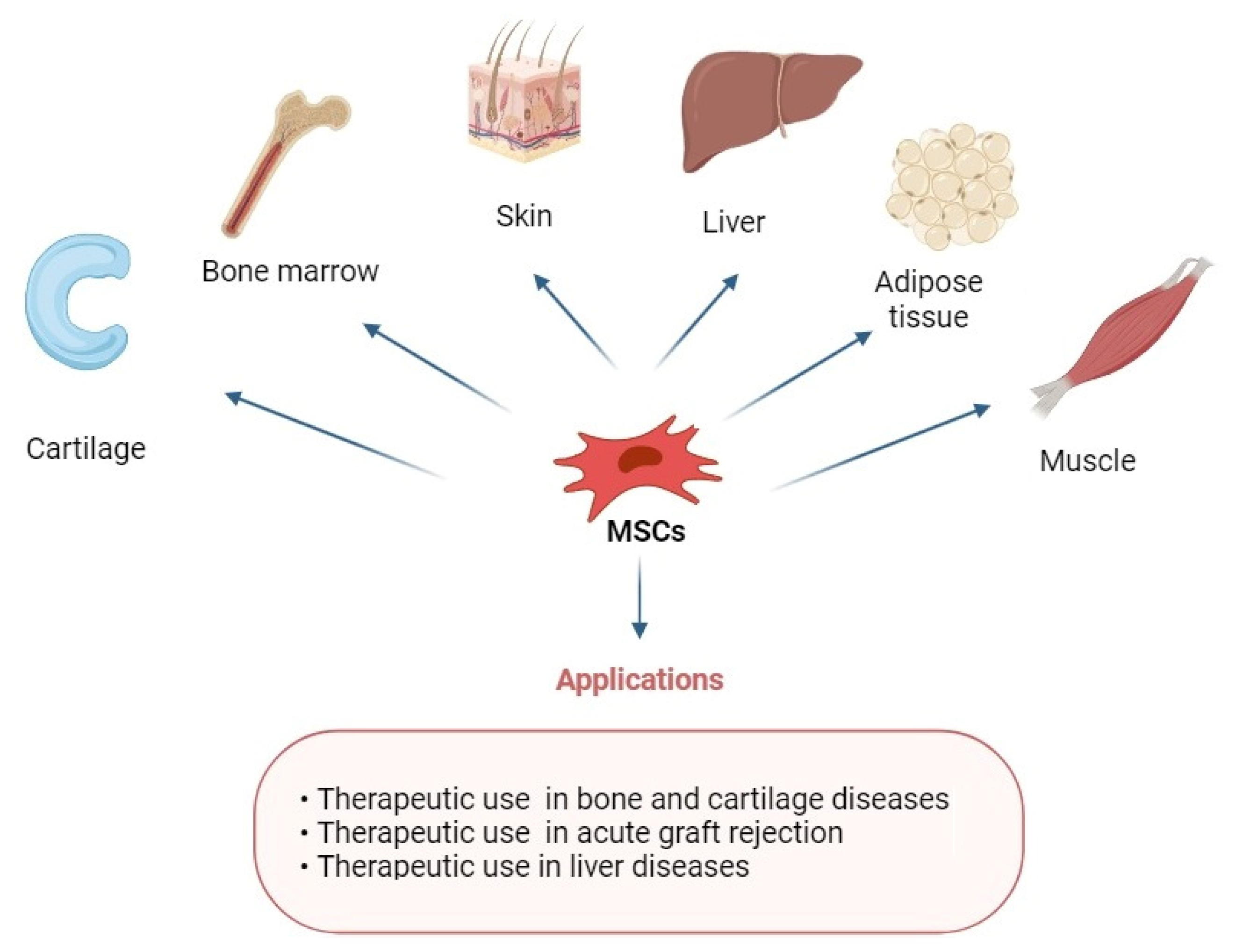 圖1：具有多重分化潛能的MSCs在修復(fù)各種組織中的應(yīng)用。