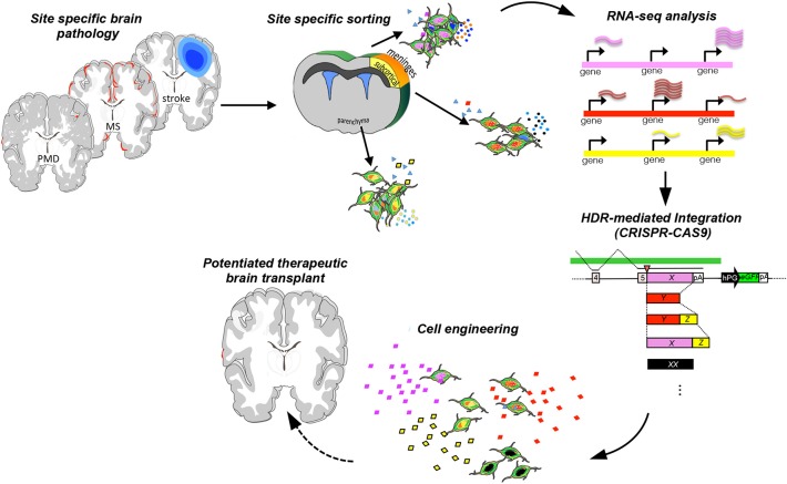 圖1:增強(qiáng)神經(jīng)干細(xì)胞治療可塑性的工程策略。 圖1:增強(qiáng)神經(jīng)干細(xì)胞治療可塑性的工程策略。