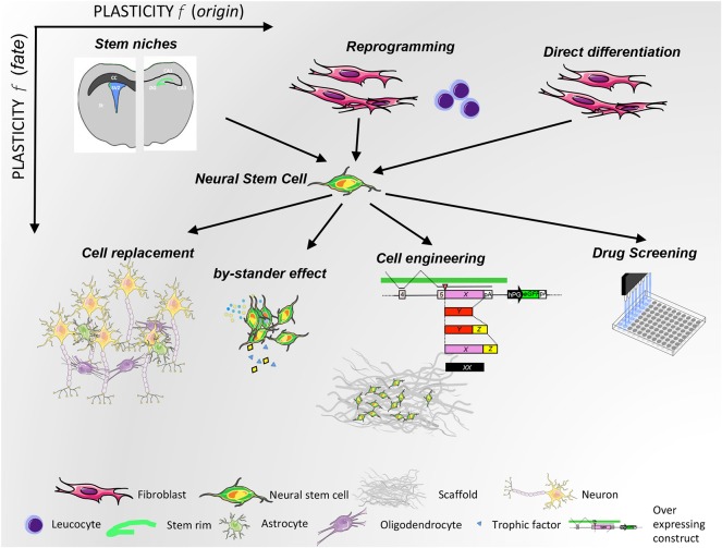圖2:NSC可塑性與來源(x 軸)和治療用途(y 軸)的關(guān)系。 圖2:NSC可塑性與來源(x 軸)和治療用途(y 軸)的關(guān)系。