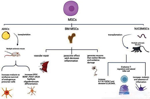 圖3：不同類型的間充質干細胞 (MSC) 通過多種機制對多發性硬化癥的治療產生影響。