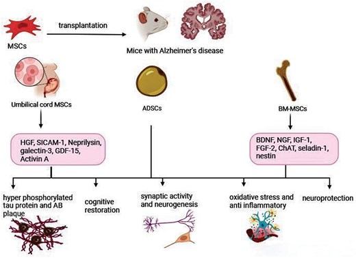 圖1.間充質干細胞在阻止或逆轉阿爾茨海默病進展方面的建議機制。