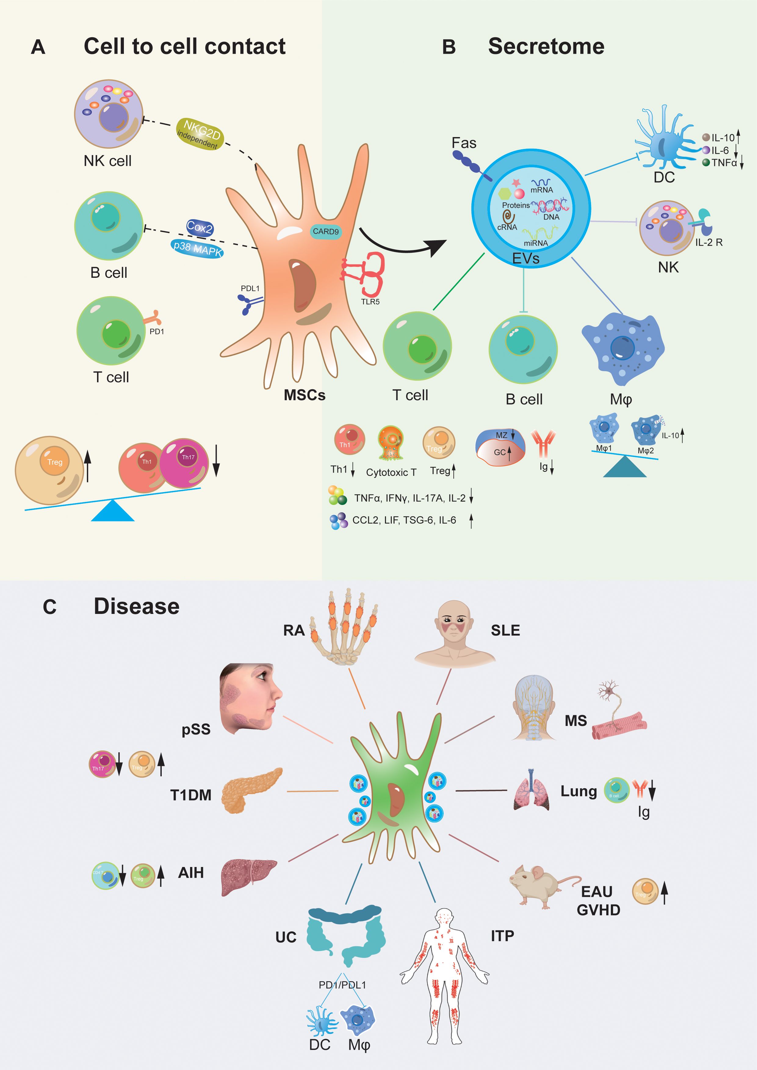 圖1：間充質干細胞移植治療自身炎癥性疾病的作用機制。