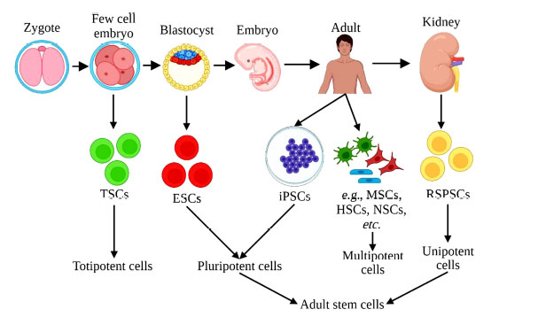 圖 (1)：根據(jù)干細(xì)胞分化成其他細(xì)胞類型的能力對其進(jìn)行分類。