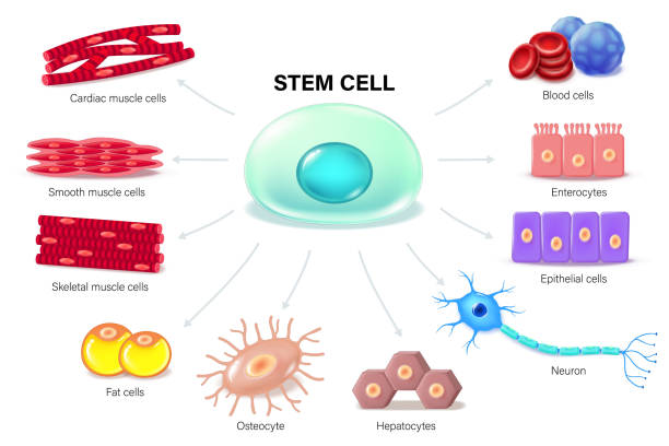 胚胎干細(xì)胞：再生醫(yī)學(xué)的終極密碼？｜九大觀點(diǎn)揭秘細(xì)胞治療的曙光與暗礁