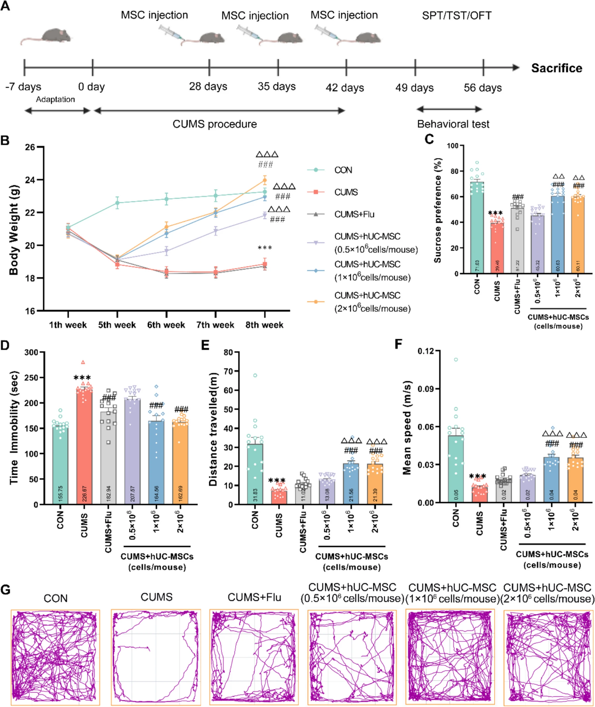 圖1：hUC-MSCs改善了CUMS引起的抑郁和焦慮樣行為。